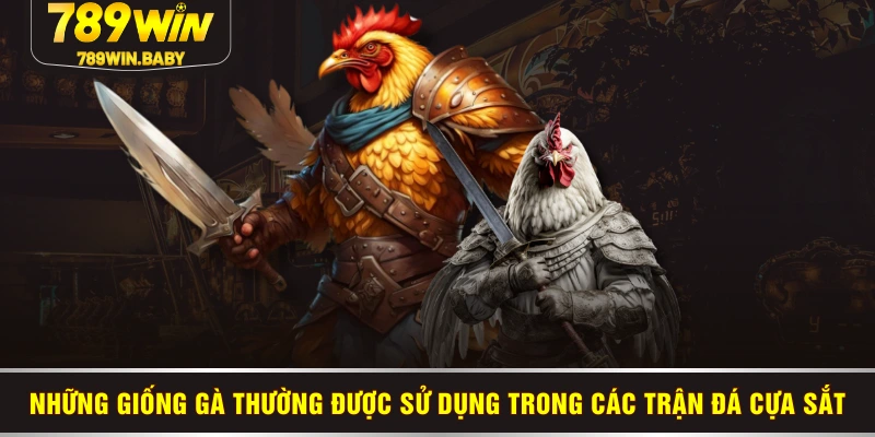 Những giống gà thường được sử dụng trong các trận đá cựa sắt