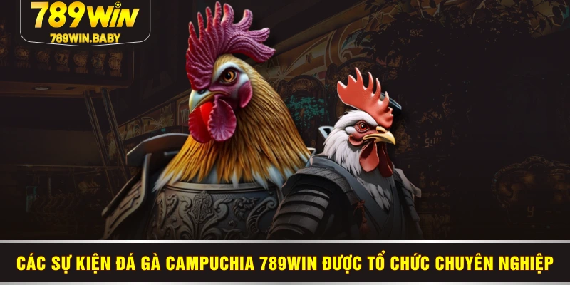 Các sự kiện đá gà Campuchia 789WIN được tổ chức chuyên nghiệp